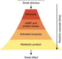 Enzyme amplification cascade