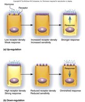 Up-regulation and down-regulation of hormone receptors