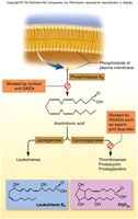 Eicosanoid synthesis and inhibition pathways