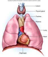 Anatomical location of the thymus in the thoracic cavity