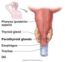 Location of parathyroid glands on the thyroid gland