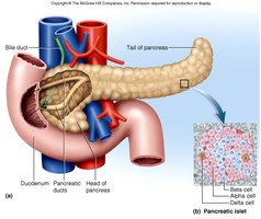 Anatomy of the pancreas and pancreatic islets
