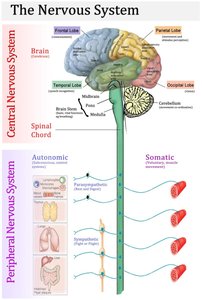 Diagram of the nervous system showing CNS and PNS divisions