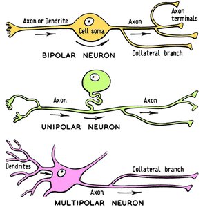 Bipolar, unipolar, and multipolar neuron diagrams