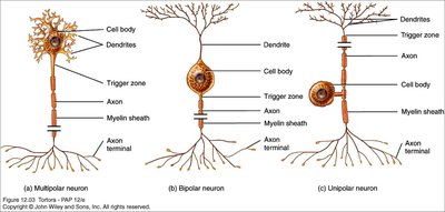 Types of neuroglia in CNS and PNS