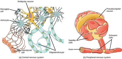 Chemically and voltage-gated ion channels