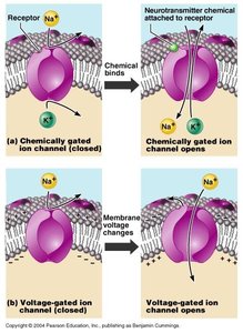 Sodium-potassium pump and ion distribution