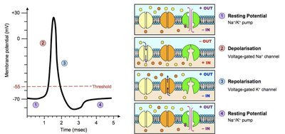 Action potential phases and ion movements