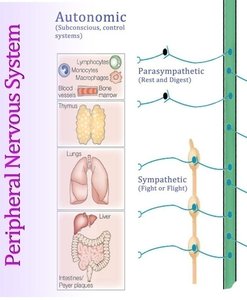 Autonomic Nervous System: Parasympathetic and Sympathetic