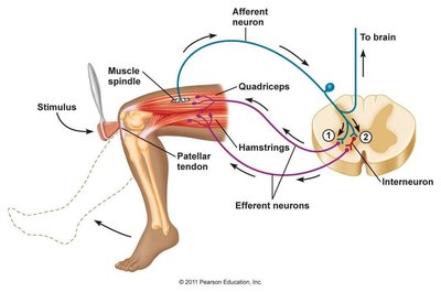 Reflex arc showing afferent, interneuron, and efferent pathways