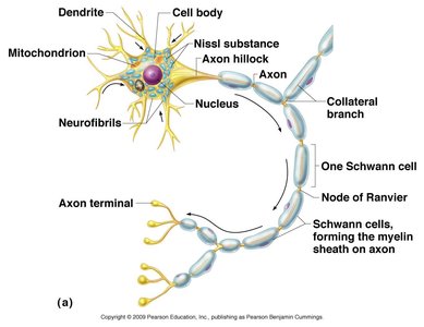 Labeled diagram of a neuron