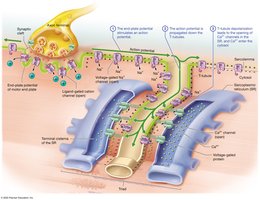 Excitation-contraction coupling: events at the sarcolemma and sarcoplasmic reticulum