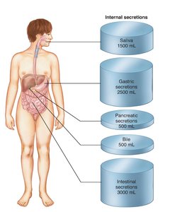 Sodium-Containing Internal Secretions