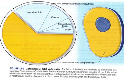 Distribution of Total Body Water