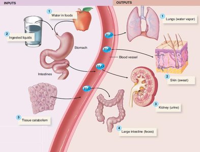 Sources of Fluid Intake and Output