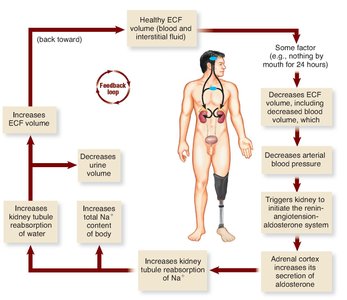 Aldosterone Mechanism