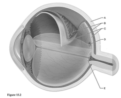 Labeled diagram of the eye for identification