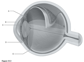 Second labeled diagram of the eye for identification
