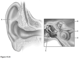 Labeled diagram of the ear for identification