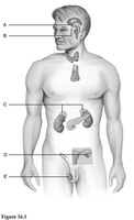 Labeled diagram of the endocrine glands for identification