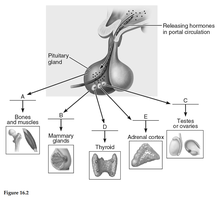 Labeled diagram of pituitary hormones and their targets