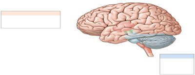 Lateral view of the brain showing major regions