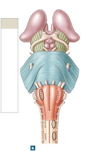Anterior view of the brainstem and diencephalon