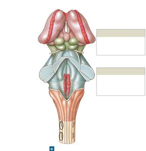 Posterior view of the brainstem and diencephalon