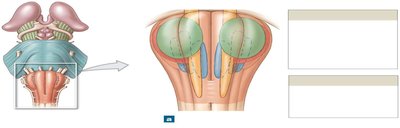 Anterior view of the medulla oblongata and pons