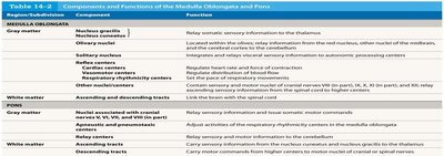 Table: Components and Functions of the Medulla Oblongata and Pons