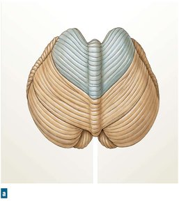 Posterior, superior surface of the cerebellum