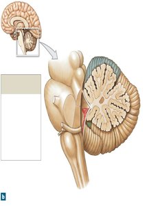 Sectional view of the cerebellum showing gray and white matter