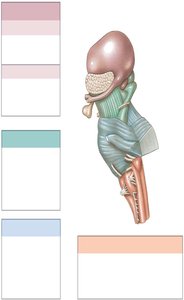 Diagram of brain stem and diencephalon regions