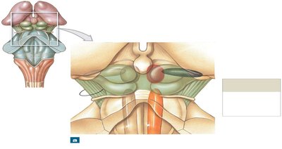 Posterior view of the midbrain