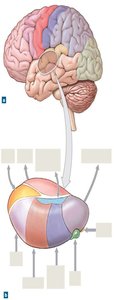 Thalamic nuclei and their projections
