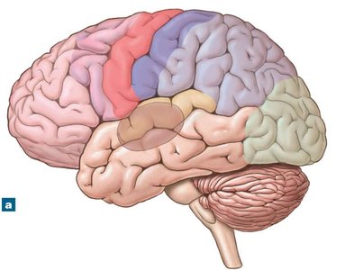 Lateral view of the brain showing thalamic input regions