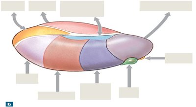 Enlarged view of thalamic nuclei