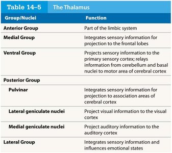 Table: The Thalamus