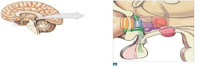Sagittal section of the hypothalamus showing major nuclei