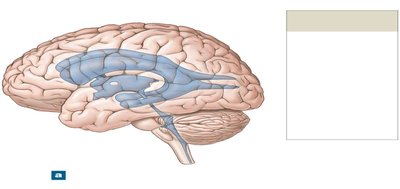 Lateral view of the ventricular system
