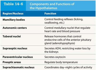 Table: Components and Functions of the Hypothalamus