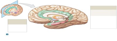 Sagittal section showing limbic system components