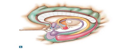 3D reconstruction of the limbic system