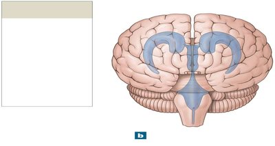Anterior view of the ventricular system