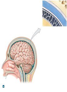 Meninges and their relationship to the brain and skull
