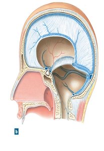 Dural folds and venous sinuses