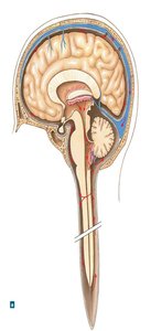 Formation and circulation of cerebrospinal fluid