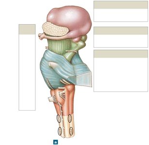 Lateral view of the brainstem and diencephalon