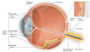 Midsagittal section of internal structures of the eye (lens)