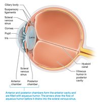 The lens, cavities, and chambers of the eye